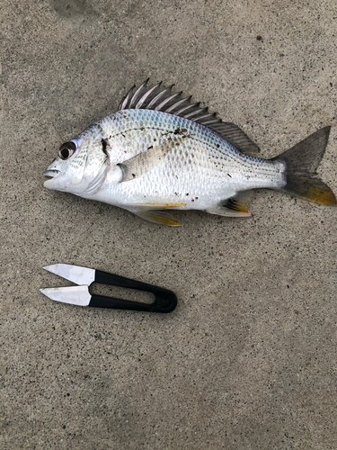 キビレの釣果