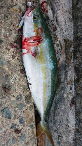 イナダの釣果