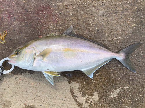 ショゴの釣果