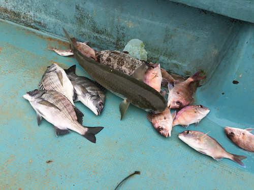 チヌの釣果