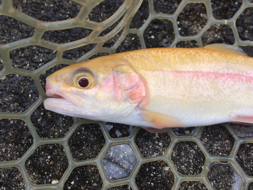 アルビノニジマスの釣果