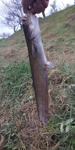 ナマズの釣果