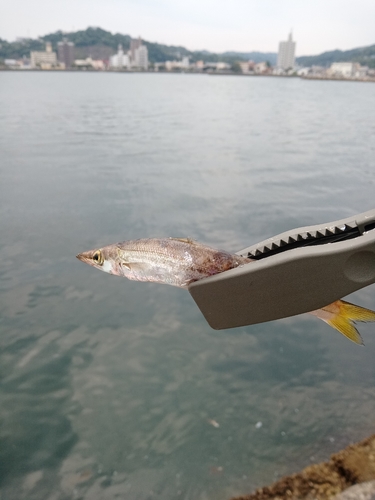 カマスの釣果