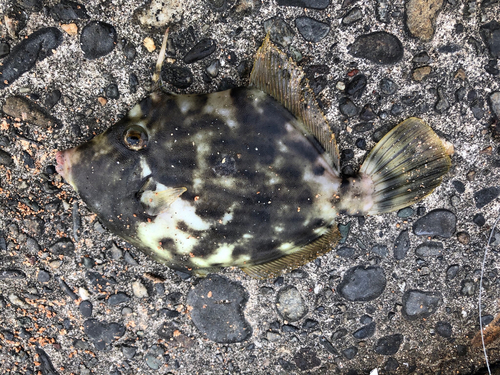 カワハギの釣果