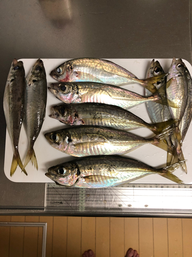 アジの釣果