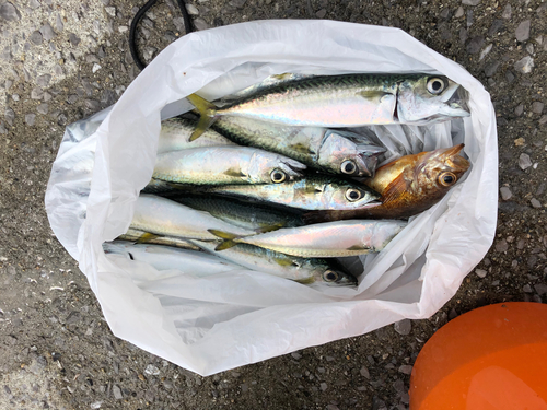 サバの釣果