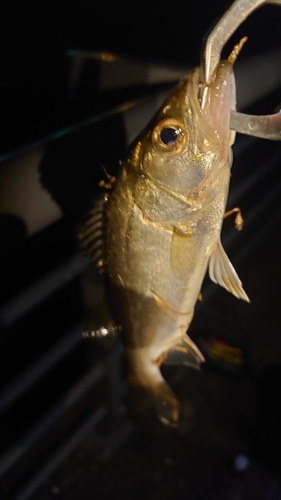 スズキの釣果