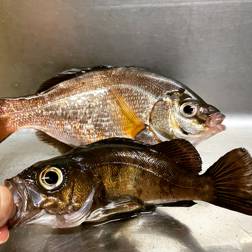 ウミタナゴの釣果