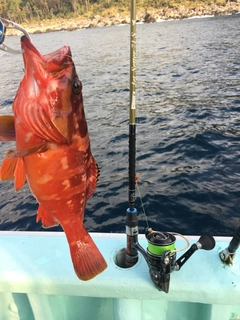 アカハタの釣果