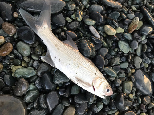 ツバメコノシロの釣果