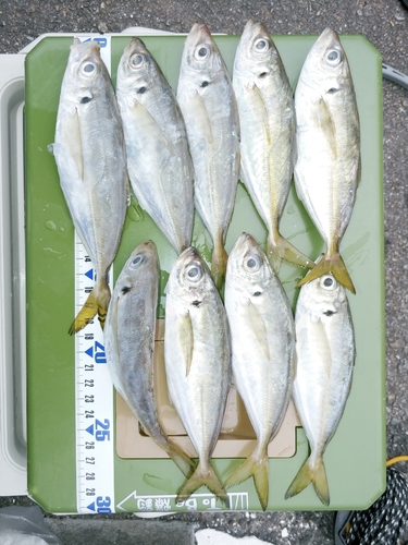 アジの釣果