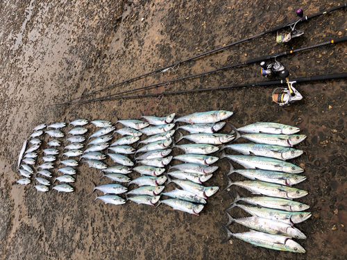 サゴシの釣果