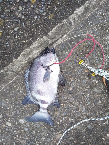 イシダイの釣果