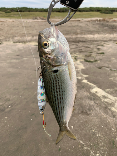 コノシロの釣果