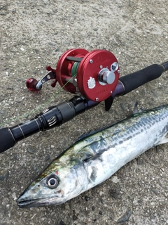 サゴシの釣果