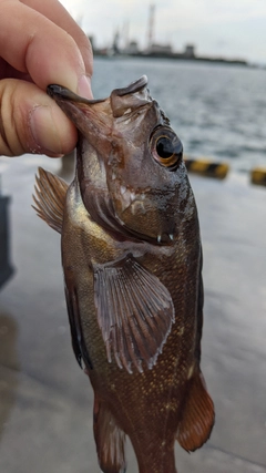 エゾメバルの釣果