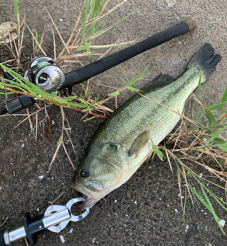 ラージマウスバスの釣果