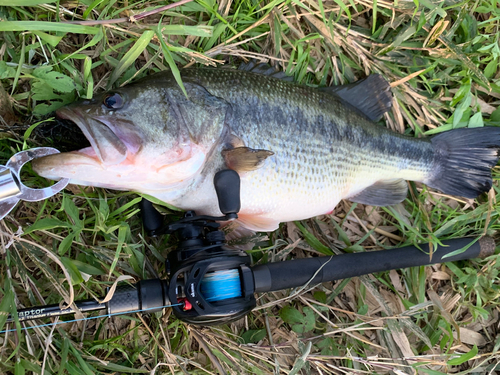 ラージマウスバスの釣果