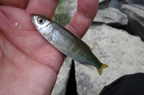 オイカワの釣果