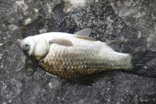 ギンブナの釣果