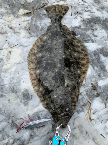 ヒラメの釣果