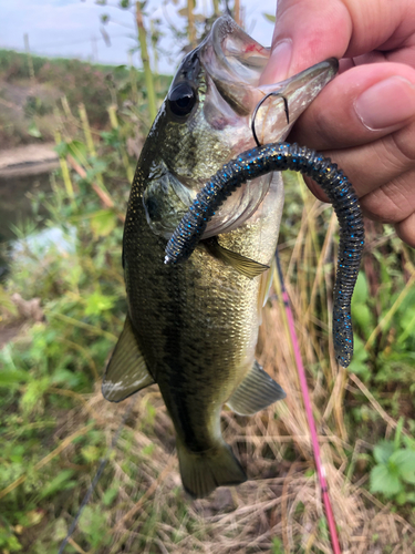 ブラックバスの釣果