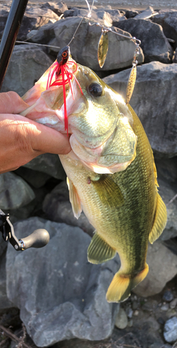 ブラックバスの釣果