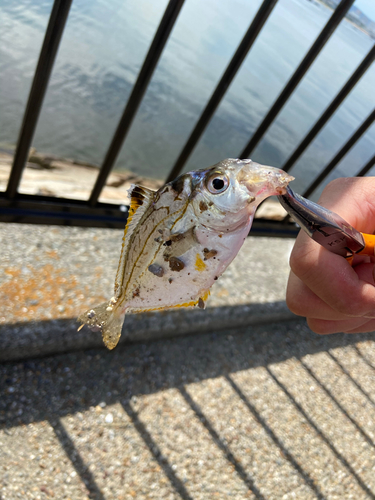 ヒイラギの釣果