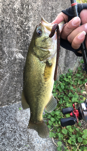 ブラックバスの釣果