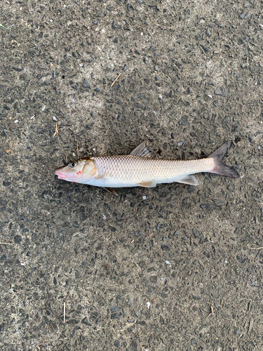 ニゴイの釣果