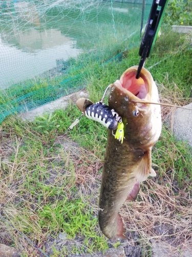 マナマズの釣果