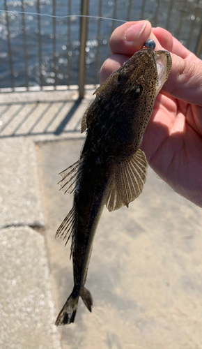 メゴチの釣果