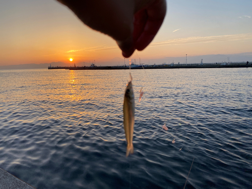 キスの釣果