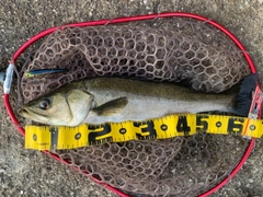 スズキの釣果