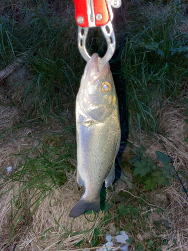 セイゴ（マルスズキ）の釣果