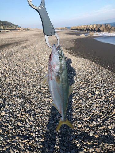 ワカシの釣果