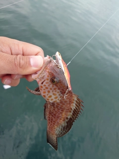 オオモンハタの釣果