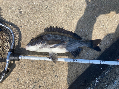 チヌの釣果