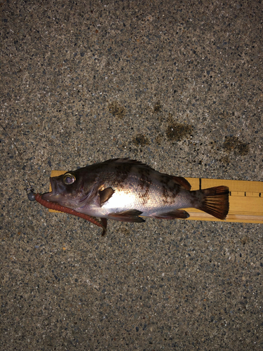 メバルの釣果