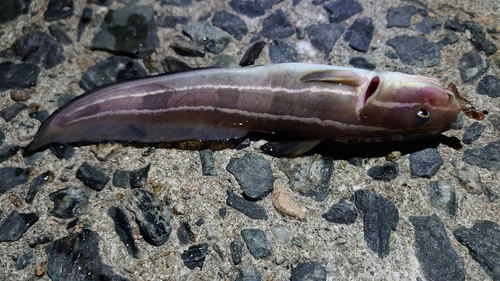 ゴンズイの釣果