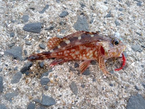 カサゴの釣果