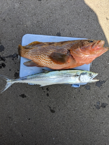 アコウの釣果