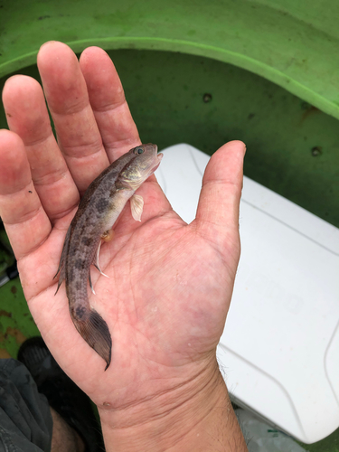 マハゼの釣果