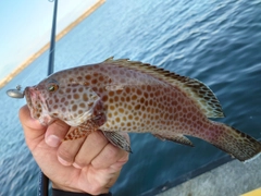 オオモンハタの釣果