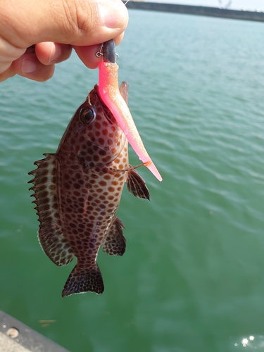 オオモンハタの釣果