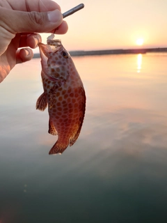 オオモンハタの釣果