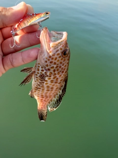 オオモンハタの釣果