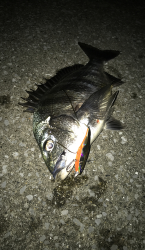 クロダイの釣果