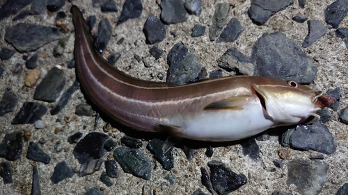 ゴンズイの釣果