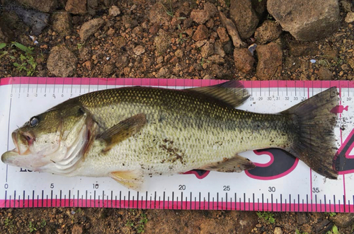 ブラックバスの釣果